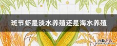 斑节虾养殖技术 斑节虾是淡水养殖还是海水养殖