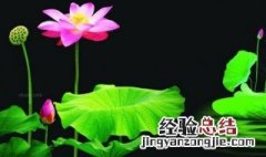 荷叶田田风月无边中田田风月什么意思 荷叶田田风月无边中田田风月的意思