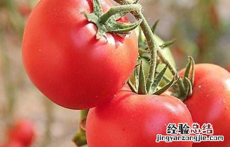 热量低的饱腹食物有哪些 饱腹又热量低的食物