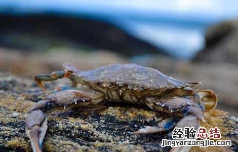 吃螃蟹的禁忌人群 吃螃蟹的禁忌