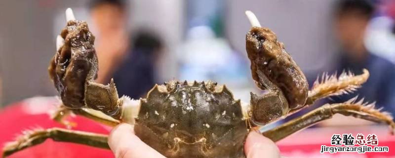 螃蟹钳子上黑色像泥的东西是什么 螃蟹钳子上黑黑的是什么
