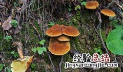 乳黄粘盖牛肝菌可以吃吗 黄粘盖牛肝菌能吃吗