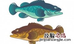 养殖的石斑鱼能吃吗 养殖的石斑鱼能吃吗视频