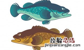 养殖的石斑鱼能吃吗 养殖的石斑鱼能吃吗视频