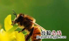 蜜蜂昆虫备忘录怎么写 蜜蜂昆虫备忘录怎么写200字