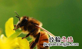 蜜蜂昆虫备忘录怎么写 蜜蜂昆虫备忘录怎么写200字