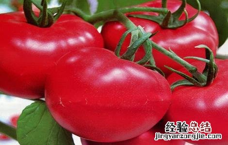 夏天解暑的食物有哪些 查一下夏天解暑的美食有哪些