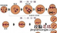 第一极体和次级卵母细胞的区别 第一极体和次级精母细胞的区别