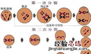 第一极体和次级卵母细胞的区别 第一极体和次级精母细胞的区别