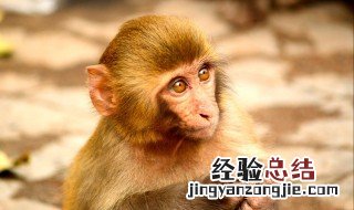 杀鸡吓猴百科 杀鸡吓猴的由来