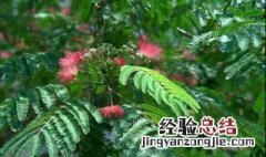 门口有芙蓉树好不好 芙蓉树适合在大门口吗
