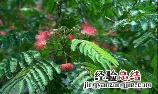 门口有芙蓉树好不好 芙蓉树适合在大门口吗