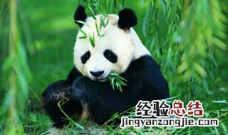 大熊猫英语怎么读 大熊猫英语怎么读语音