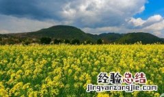 油菜花的古名叫什么? 油菜花古代的雅称
