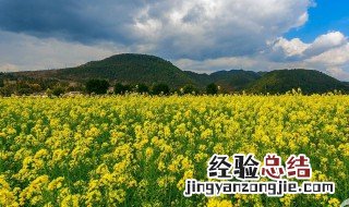 油菜花的古名叫什么? 油菜花古代的雅称