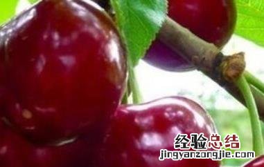 黑樱桃素的功效与作用 黑樱桃精华素功效与作用