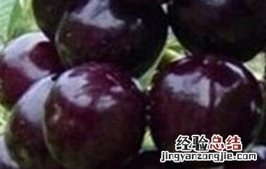 黑樱桃素的功效与作用 黑樱桃精华素功效与作用