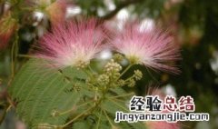 大门口两边最旺宅的树 种合欢树的忌讳
