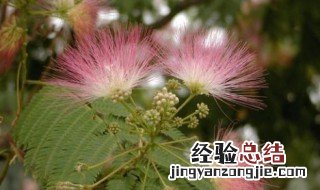 大门口两边最旺宅的树 种合欢树的忌讳