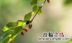 桑树枝的功效与作用 桑树皮的功效与作用