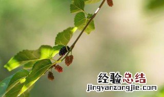 桑树枝的功效与作用 桑树皮的功效与作用