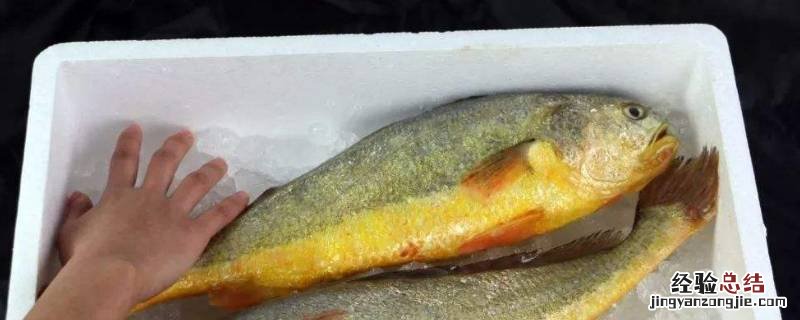 怎样处理大黄鱼 大黄鱼怎么清洗处理
