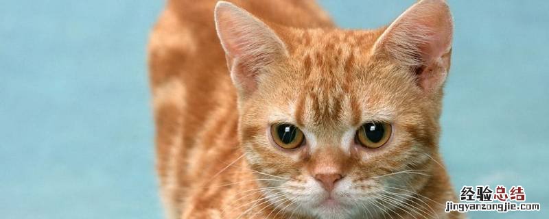 虚伪的猫怎么写结尾 虚伪的猫续写