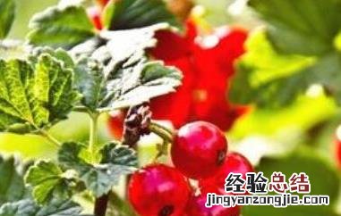 红醋栗是什么 红醋栗的功效