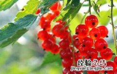 红醋栗是什么 红醋栗的功效