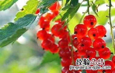 红醋栗是什么 红醋栗的功效