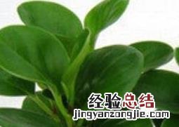 碧玉花的养殖方法和注意事项 碧玉花的养殖方法和注意事项有哪些