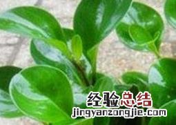 碧玉花的养殖方法和注意事项 碧玉花的养殖方法和注意事项有哪些