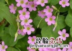 紫花酢浆草怎么养 紫花酢浆草的养殖方法