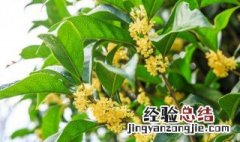 大叶女贞嫁接桂花寿命多少年 嫁接桂花用女贞大叶和小叶那个好