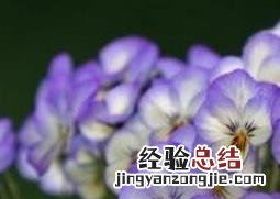 紫罗兰花的养殖方法与繁殖过程 紫罗兰花的养殖方法与繁殖