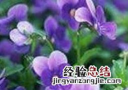 紫罗兰花的养殖方法与繁殖过程 紫罗兰花的养殖方法与繁殖