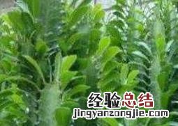 巴西龍骨的功效与作用及药用价值及禁忌 巴西龍骨的功效与作用及药用价值