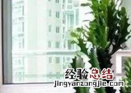 巴西龍骨的功效与作用及药用价值及禁忌 巴西龍骨的功效与作用及药用价值