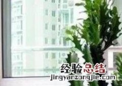 巴西龍骨的功效与作用及药用价值及禁忌 巴西龍骨的功效与作用及药用价值