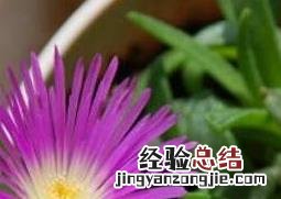 紫花照波的养殖方法和注意事项