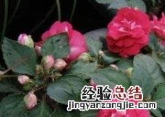 重瓣非洲凤仙花的养殖方法与注意事项