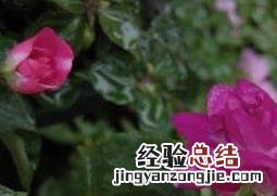 重瓣非洲凤仙花的养殖方法与注意事项