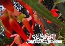 竹叶海棠花的养殖方法和养殖技巧 竹叶海棠花的养殖方法和养殖技巧视频