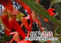 竹叶海棠花的养殖方法和养殖技巧 竹叶海棠花的养殖方法和养殖技巧视频