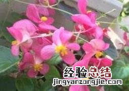 竹叶海棠花的养殖方法和养殖技巧 竹叶海棠花的养殖方法和养殖技巧视频