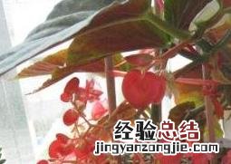 竹节海棠花的养殖方法和注意事项有哪些