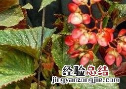 竹节海棠花的养殖方法和注意事项有哪些