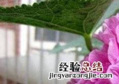 重瓣蜀葵花的养殖方法 重瓣蜀葵种植