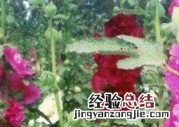 重瓣蜀葵花的养殖方法 重瓣蜀葵种植