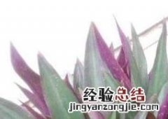 紫背元宝花放在哪里好 紫背元宝花的养殖方法和注意事项